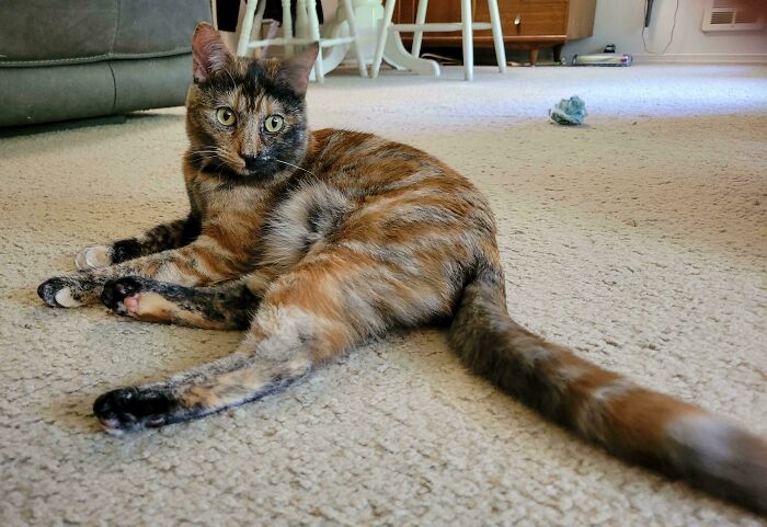 130 Cute And Derpy Pets That Look Like They Were “Assembled” Wrong 130 Cute And Derpy Pets That Look Like They Were “Assembled” Wrong