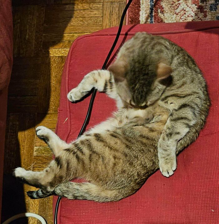 130 Cute And Derpy Pets That Look Like They Were “Assembled” Wrong 130 Cute And Derpy Pets That Look Like They Were “Assembled” Wrong