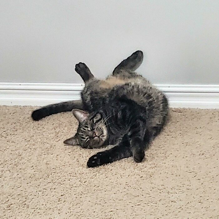 130 Cute And Derpy Pets That Look Like They Were “Assembled” Wrong 130 Cute And Derpy Pets That Look Like They Were “Assembled” Wrong