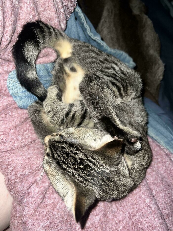 130 Cute And Derpy Pets That Look Like They Were “Assembled” Wrong 130 Cute And Derpy Pets That Look Like They Were “Assembled” Wrong