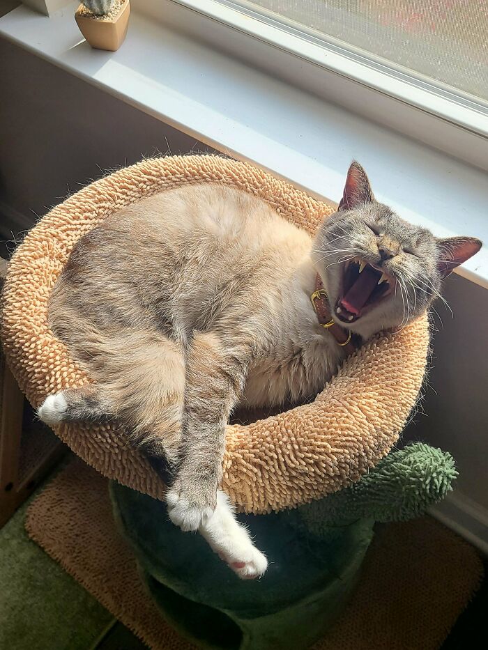 130 Cute And Derpy Pets That Look Like They Were “Assembled” Wrong 130 Cute And Derpy Pets That Look Like They Were “Assembled” Wrong