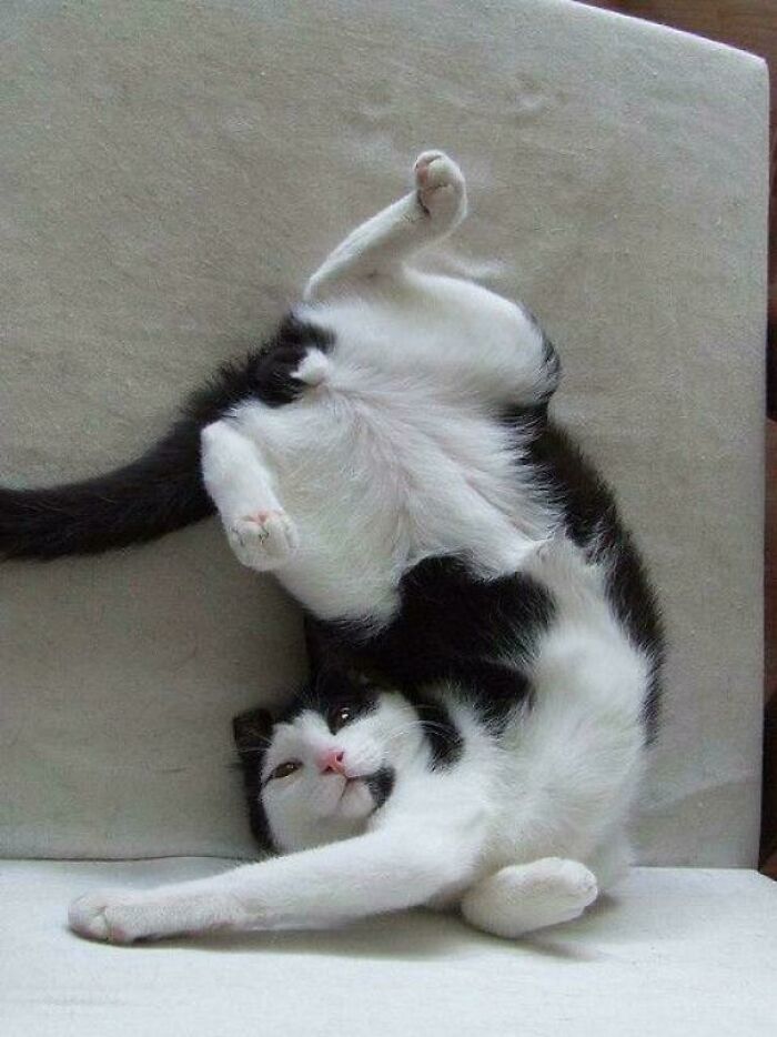 130 Cute And Derpy Pets That Look Like They Were “Assembled” Wrong 130 Cute And Derpy Pets That Look Like They Were “Assembled” Wrong