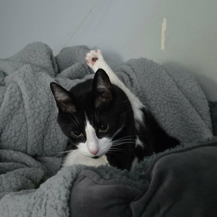130 Cute And Derpy Pets That Look Like They Were “Assembled” Wrong 130 Cute And Derpy Pets That Look Like They Were “Assembled” Wrong