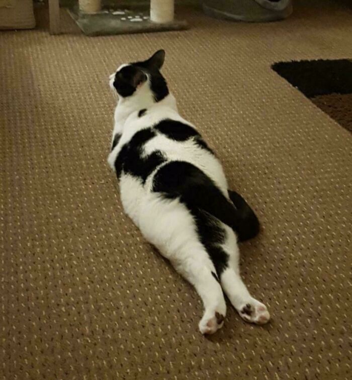 130 Cute And Derpy Pets That Look Like They Were “Assembled” Wrong 130 Cute And Derpy Pets That Look Like They Were “Assembled” Wrong