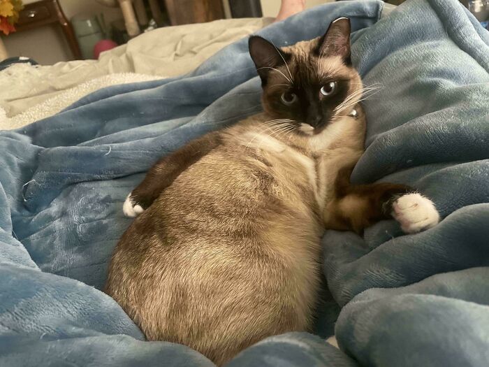 130 Cute And Derpy Pets That Look Like They Were “Assembled” Wrong 130 Cute And Derpy Pets That Look Like They Were “Assembled” Wrong