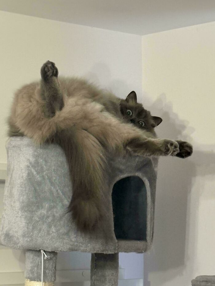 130 Cute And Derpy Pets That Look Like They Were “Assembled” Wrong 130 Cute And Derpy Pets That Look Like They Were “Assembled” Wrong