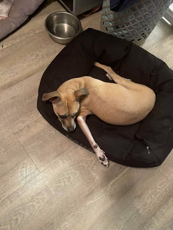 130 Cute And Derpy Pets That Look Like They Were “Assembled” Wrong 130 Cute And Derpy Pets That Look Like They Were “Assembled” Wrong
