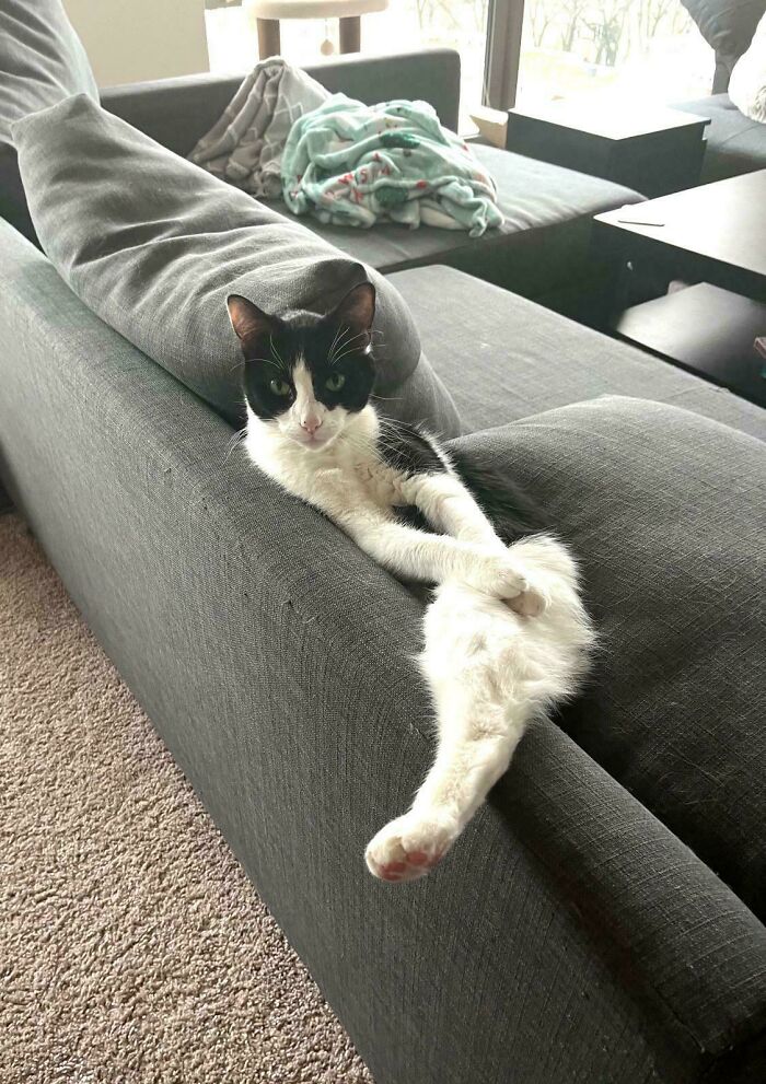 130 Cute And Derpy Pets That Look Like They Were “Assembled” Wrong 130 Cute And Derpy Pets That Look Like They Were “Assembled” Wrong