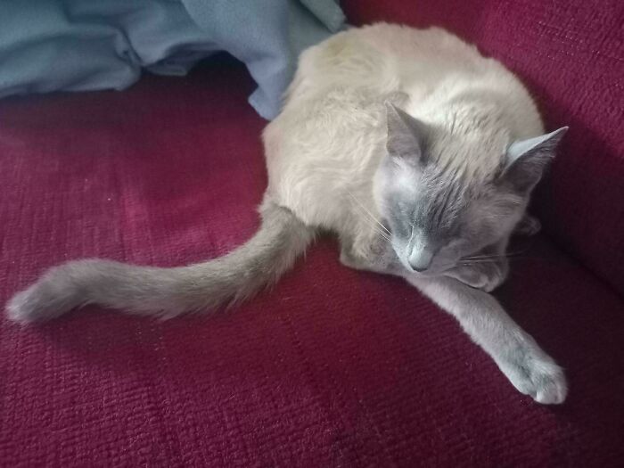 130 Cute And Derpy Pets That Look Like They Were “Assembled” Wrong 130 Cute And Derpy Pets That Look Like They Were “Assembled” Wrong