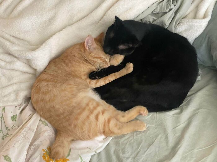 130 Cute And Derpy Pets That Look Like They Were “Assembled” Wrong 130 Cute And Derpy Pets That Look Like They Were “Assembled” Wrong