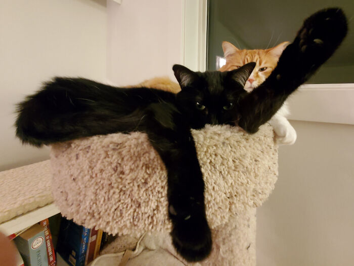 130 Cute And Derpy Pets That Look Like They Were “Assembled” Wrong 130 Cute And Derpy Pets That Look Like They Were “Assembled” Wrong