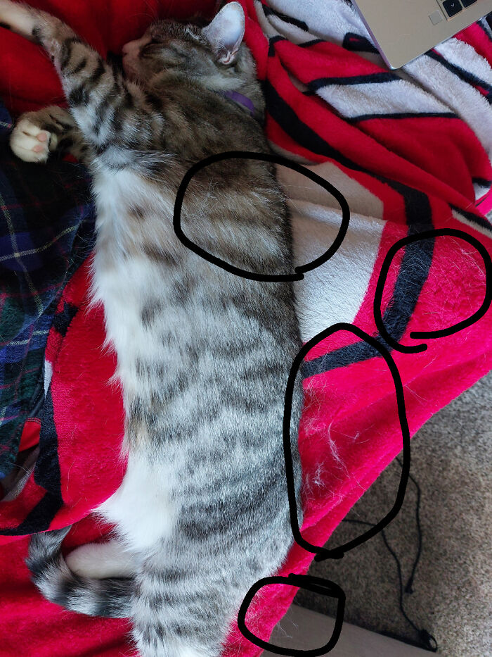 130 Cute And Derpy Pets That Look Like They Were “Assembled” Wrong 130 Cute And Derpy Pets That Look Like They Were “Assembled” Wrong