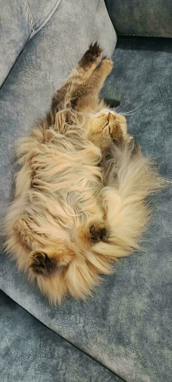 130 Cute And Derpy Pets That Look Like They Were “Assembled” Wrong 130 Cute And Derpy Pets That Look Like They Were “Assembled” Wrong