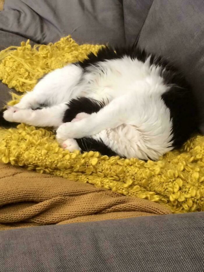 130 Cute And Derpy Pets That Look Like They Were “Assembled” Wrong 130 Cute And Derpy Pets That Look Like They Were “Assembled” Wrong
