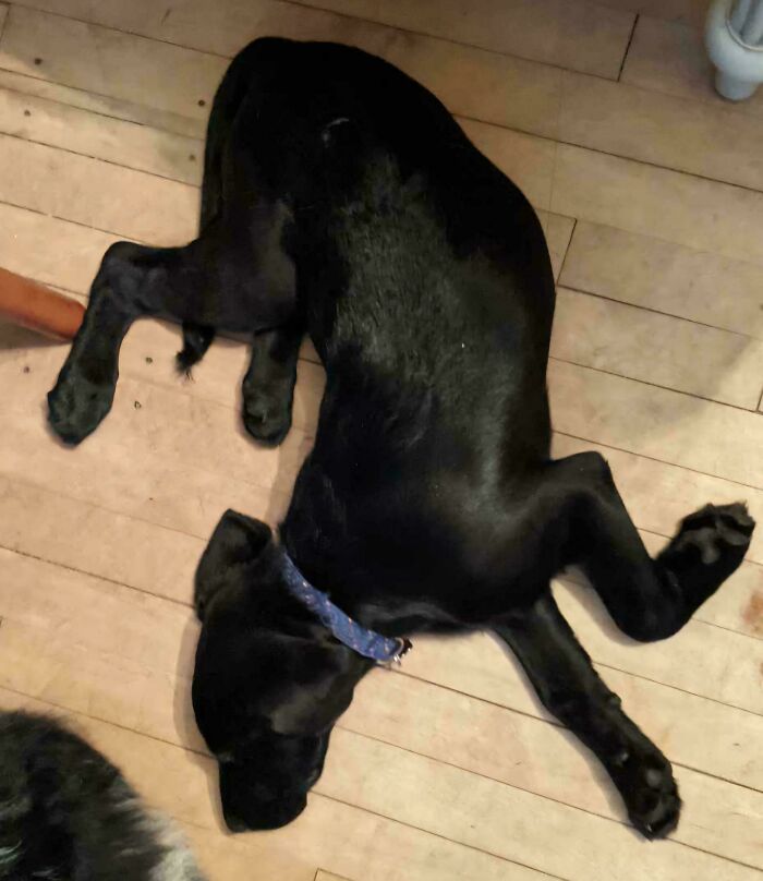 130 Cute And Derpy Pets That Look Like They Were “Assembled” Wrong 130 Cute And Derpy Pets That Look Like They Were “Assembled” Wrong