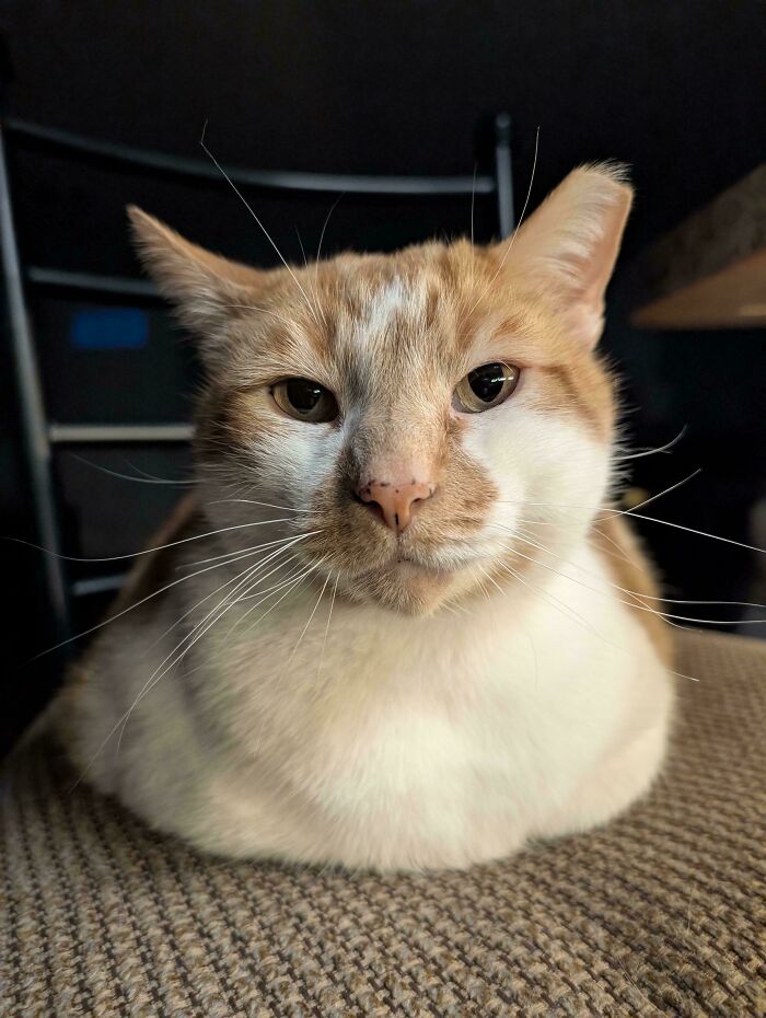 130 Cute And Derpy Pets That Look Like They Were “Assembled” Wrong 130 Cute And Derpy Pets That Look Like They Were “Assembled” Wrong