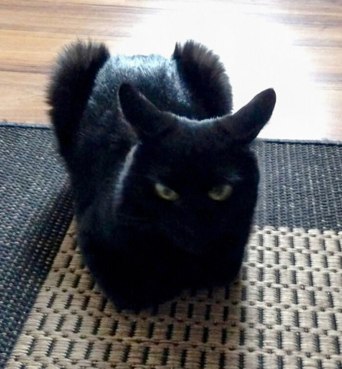 130 Cute And Derpy Pets That Look Like They Were “Assembled” Wrong 130 Cute And Derpy Pets That Look Like They Were “Assembled” Wrong