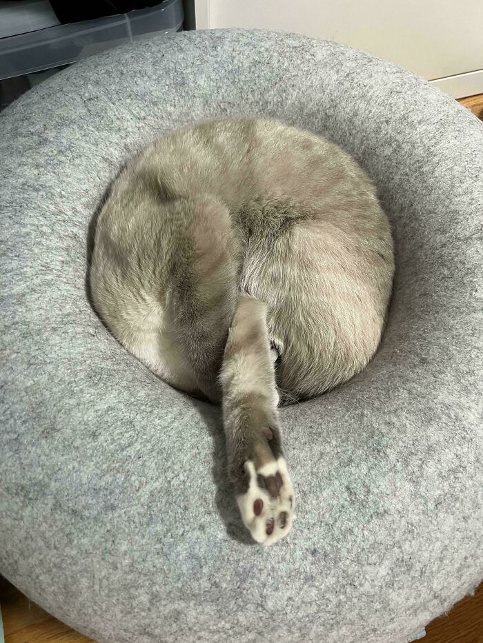 130 Cute And Derpy Pets That Look Like They Were “Assembled” Wrong 130 Cute And Derpy Pets That Look Like They Were “Assembled” Wrong