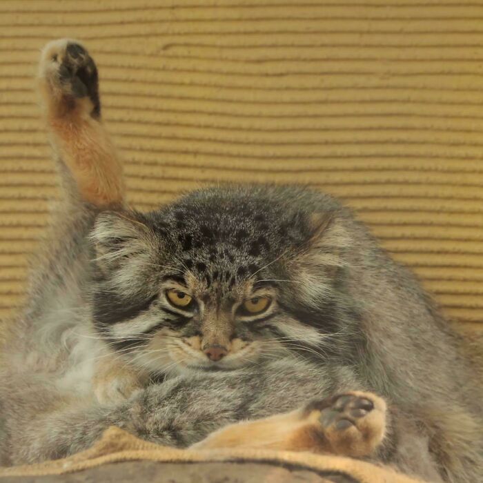 130 Cute And Derpy Pets That Look Like They Were “Assembled” Wrong 130 Cute And Derpy Pets That Look Like They Were “Assembled” Wrong