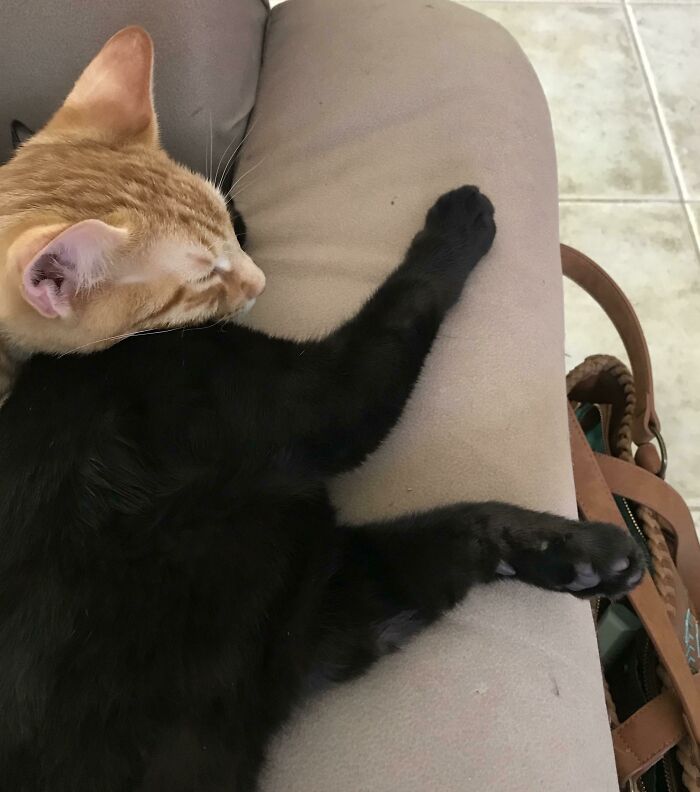 130 Cute And Derpy Pets That Look Like They Were “Assembled” Wrong 130 Cute And Derpy Pets That Look Like They Were “Assembled” Wrong