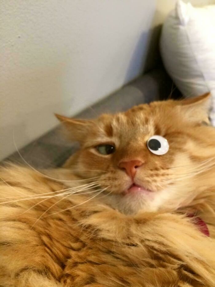 130 Cute And Derpy Pets That Look Like They Were “Assembled” Wrong 130 Cute And Derpy Pets That Look Like They Were “Assembled” Wrong