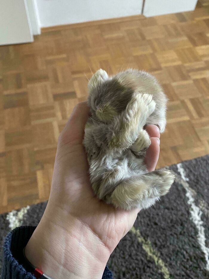 130 Cute And Derpy Pets That Look Like They Were “Assembled” Wrong 130 Cute And Derpy Pets That Look Like They Were “Assembled” Wrong