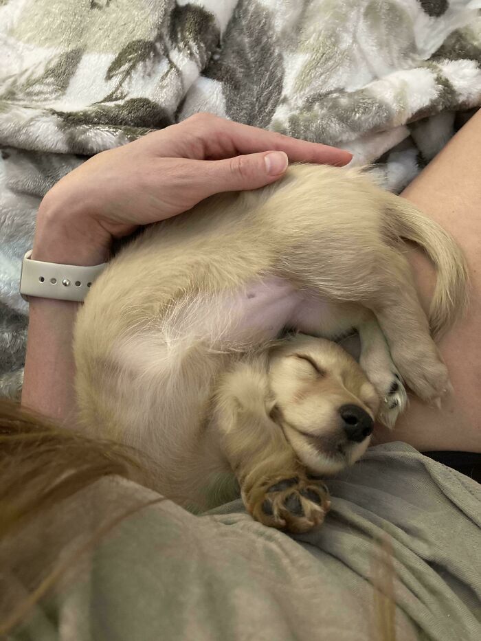 130 Cute And Derpy Pets That Look Like They Were “Assembled” Wrong 130 Cute And Derpy Pets That Look Like They Were “Assembled” Wrong
