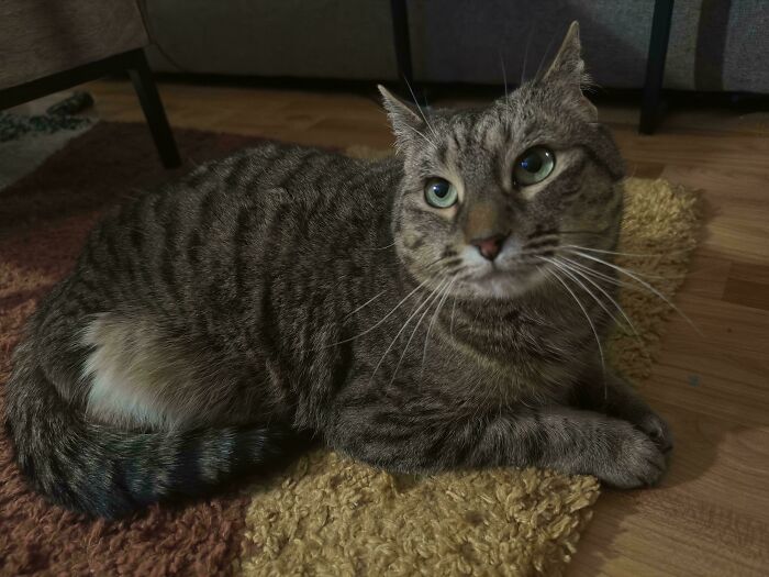 130 Cute And Derpy Pets That Look Like They Were “Assembled” Wrong 130 Cute And Derpy Pets That Look Like They Were “Assembled” Wrong