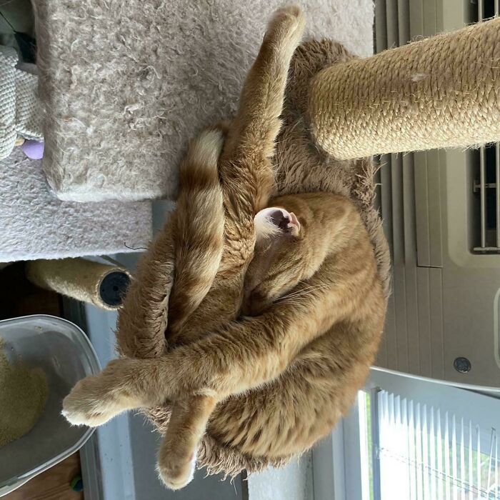 130 Cute And Derpy Pets That Look Like They Were “Assembled” Wrong 130 Cute And Derpy Pets That Look Like They Were “Assembled” Wrong