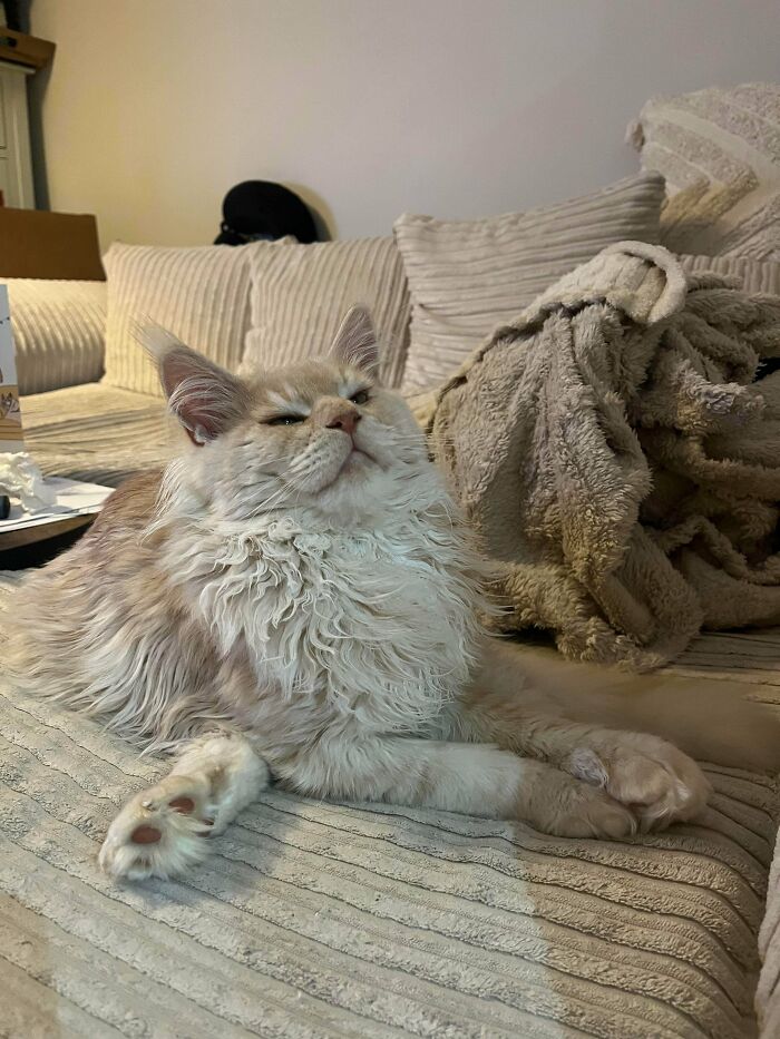 130 Cute And Derpy Pets That Look Like They Were “Assembled” Wrong 130 Cute And Derpy Pets That Look Like They Were “Assembled” Wrong