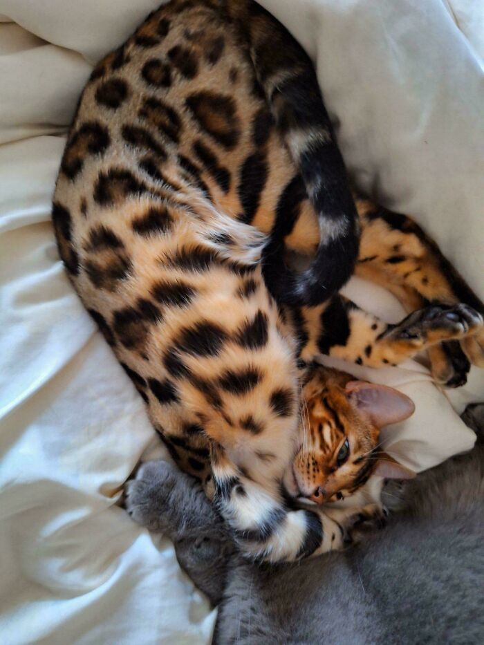 130 Cute And Derpy Pets That Look Like They Were “Assembled” Wrong 130 Cute And Derpy Pets That Look Like They Were “Assembled” Wrong