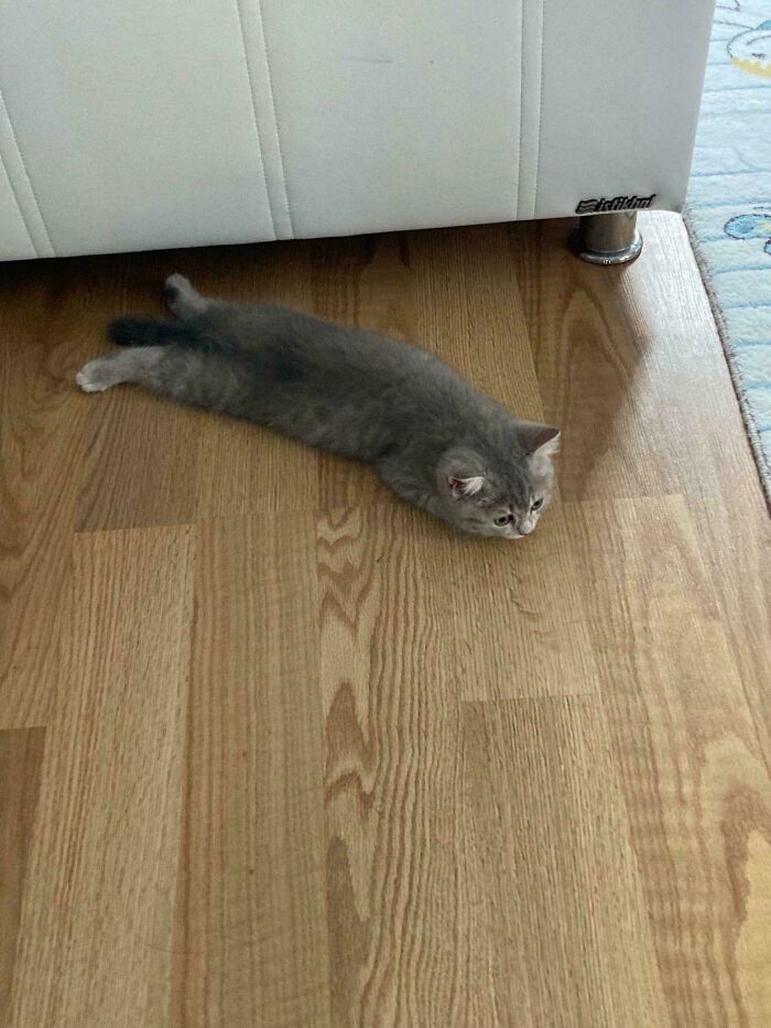 130 Cute And Derpy Pets That Look Like They Were “Assembled” Wrong 130 Cute And Derpy Pets That Look Like They Were “Assembled” Wrong