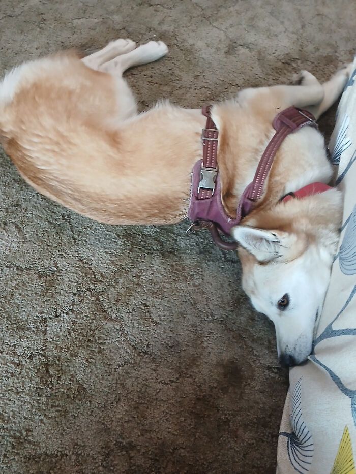 130 Cute And Derpy Pets That Look Like They Were “Assembled” Wrong 130 Cute And Derpy Pets That Look Like They Were “Assembled” Wrong