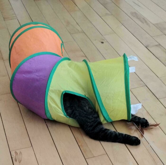 130 Cute And Derpy Pets That Look Like They Were “Assembled” Wrong 130 Cute And Derpy Pets That Look Like They Were “Assembled” Wrong