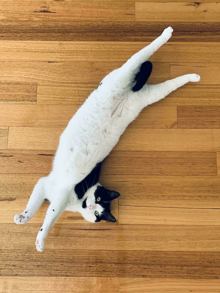 130 Cute And Derpy Pets That Look Like They Were “Assembled” Wrong 130 Cute And Derpy Pets That Look Like They Were “Assembled” Wrong