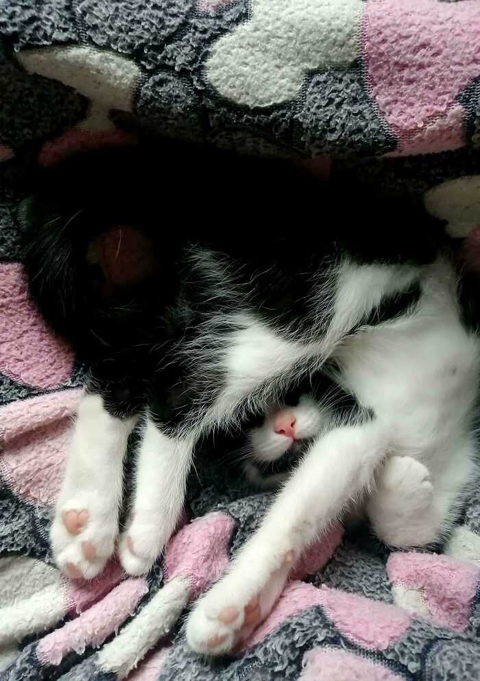130 Cute And Derpy Pets That Look Like They Were “Assembled” Wrong 130 Cute And Derpy Pets That Look Like They Were “Assembled” Wrong