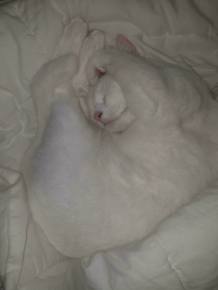 130 Cute And Derpy Pets That Look Like They Were “Assembled” Wrong 130 Cute And Derpy Pets That Look Like They Were “Assembled” Wrong