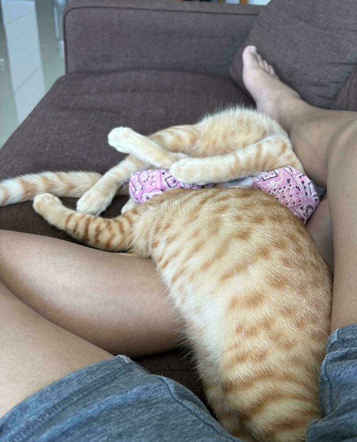 130 Cute And Derpy Pets That Look Like They Were “Assembled” Wrong 130 Cute And Derpy Pets That Look Like They Were “Assembled” Wrong