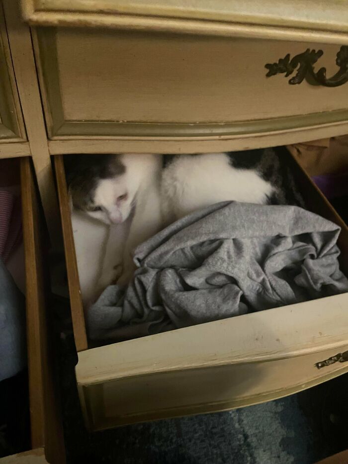 130 Cute And Derpy Pets That Look Like They Were “Assembled” Wrong 130 Cute And Derpy Pets That Look Like They Were “Assembled” Wrong