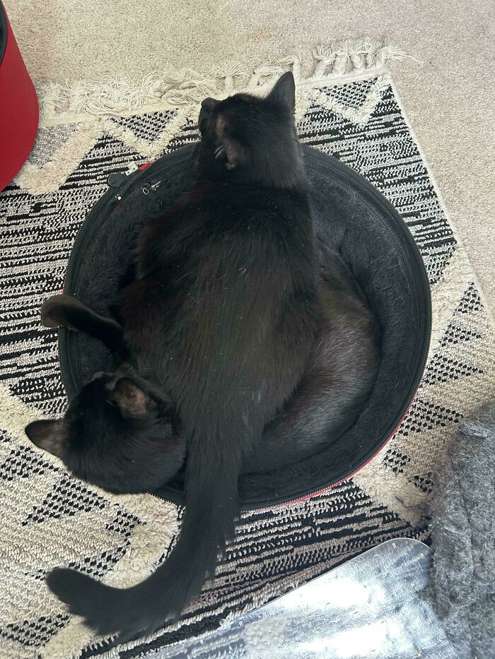 130 Cute And Derpy Pets That Look Like They Were “Assembled” Wrong 130 Cute And Derpy Pets That Look Like They Were “Assembled” Wrong
