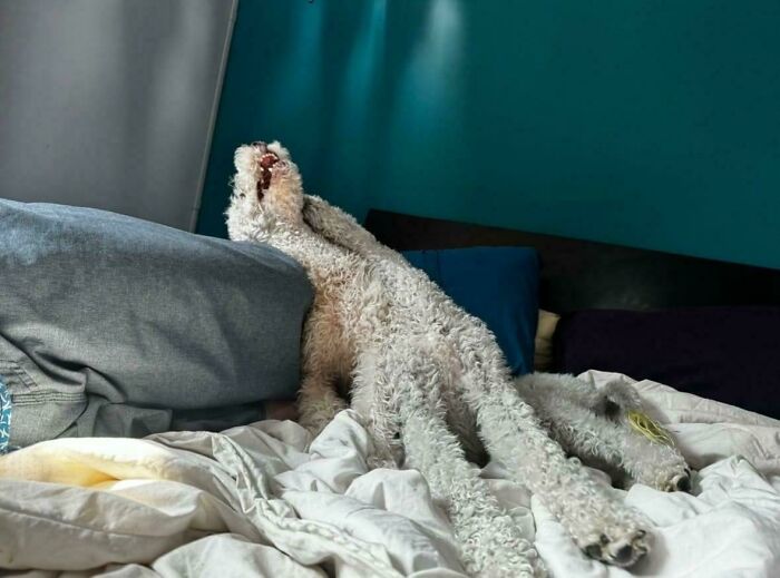 130 Cute And Derpy Pets That Look Like They Were “Assembled” Wrong 130 Cute And Derpy Pets That Look Like They Were “Assembled” Wrong