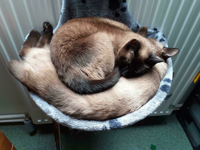 130 Cute And Derpy Pets That Look Like They Were “Assembled” Wrong 130 Cute And Derpy Pets That Look Like They Were “Assembled” Wrong