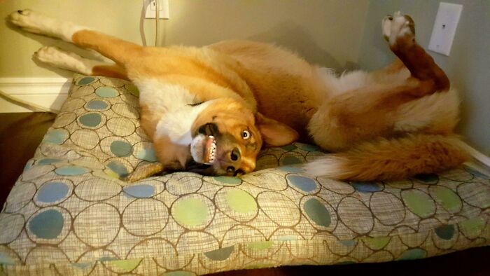 130 Cute And Derpy Pets That Look Like They Were “Assembled” Wrong 130 Cute And Derpy Pets That Look Like They Were “Assembled” Wrong