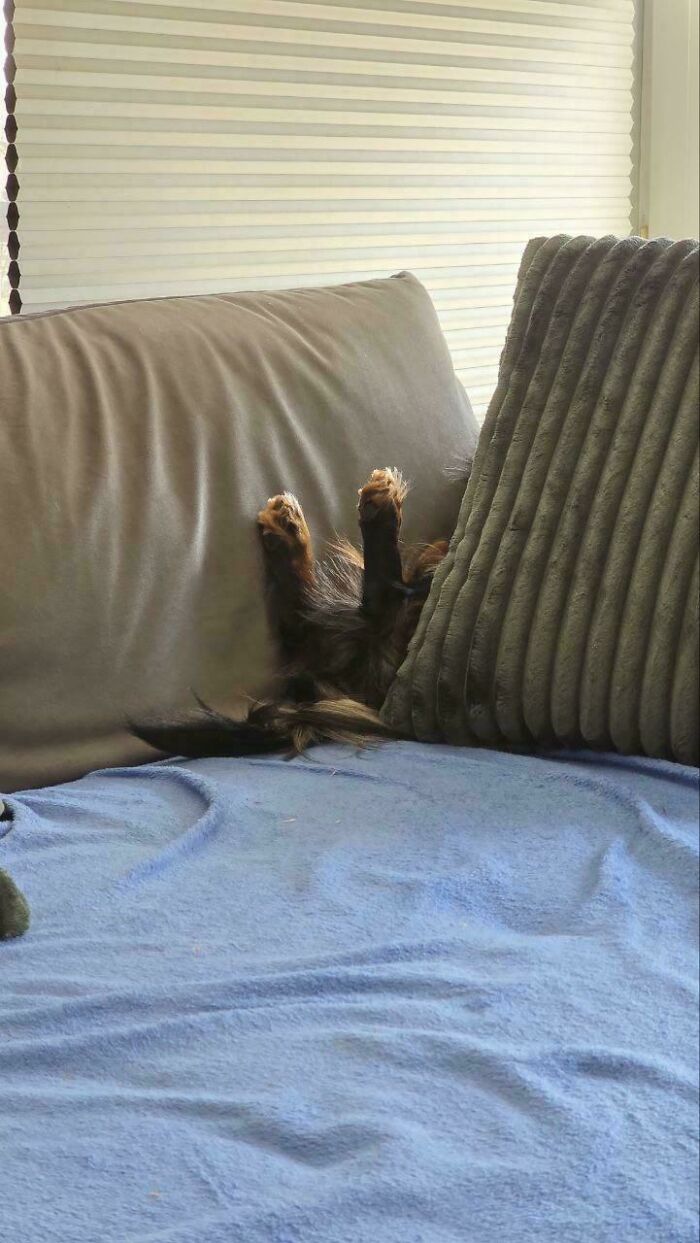 130 Cute And Derpy Pets That Look Like They Were “Assembled” Wrong 130 Cute And Derpy Pets That Look Like They Were “Assembled” Wrong