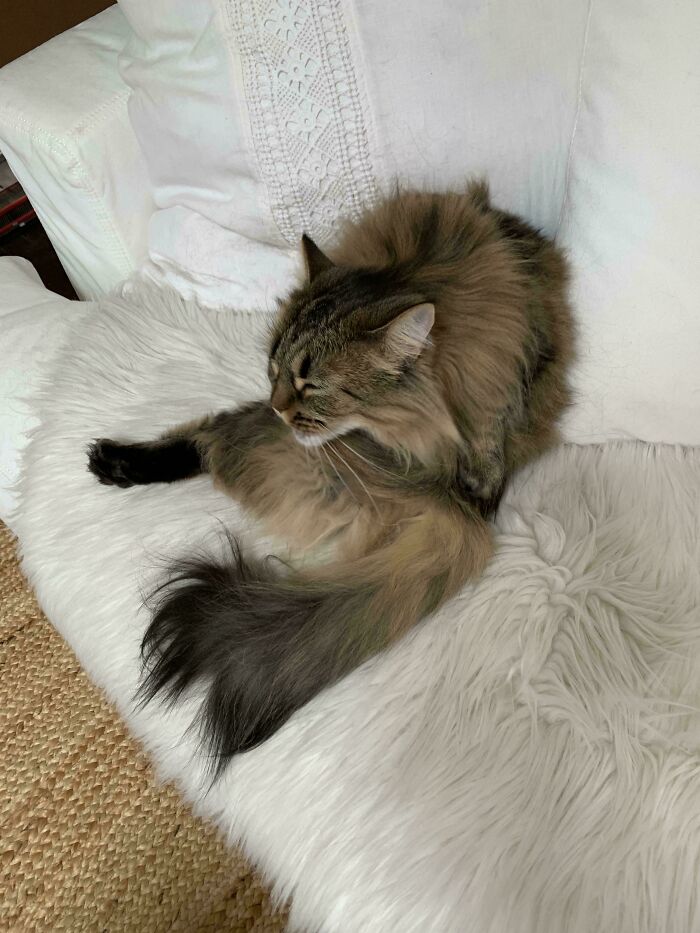 130 Cute And Derpy Pets That Look Like They Were “Assembled” Wrong 130 Cute And Derpy Pets That Look Like They Were “Assembled” Wrong