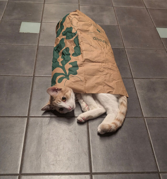 130 Cute And Derpy Pets That Look Like They Were “Assembled” Wrong 130 Cute And Derpy Pets That Look Like They Were “Assembled” Wrong