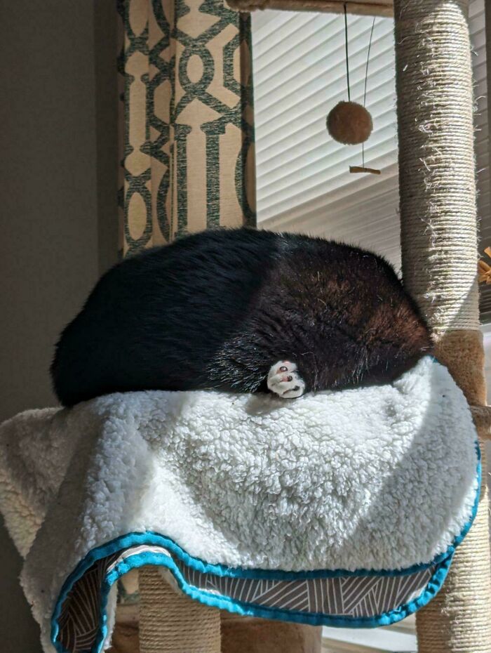 130 Cute And Derpy Pets That Look Like They Were “Assembled” Wrong 130 Cute And Derpy Pets That Look Like They Were “Assembled” Wrong