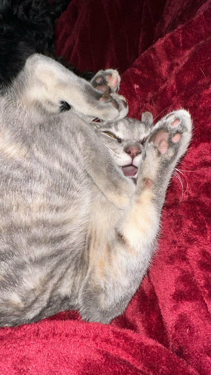 130 Cute And Derpy Pets That Look Like They Were “Assembled” Wrong 130 Cute And Derpy Pets That Look Like They Were “Assembled” Wrong