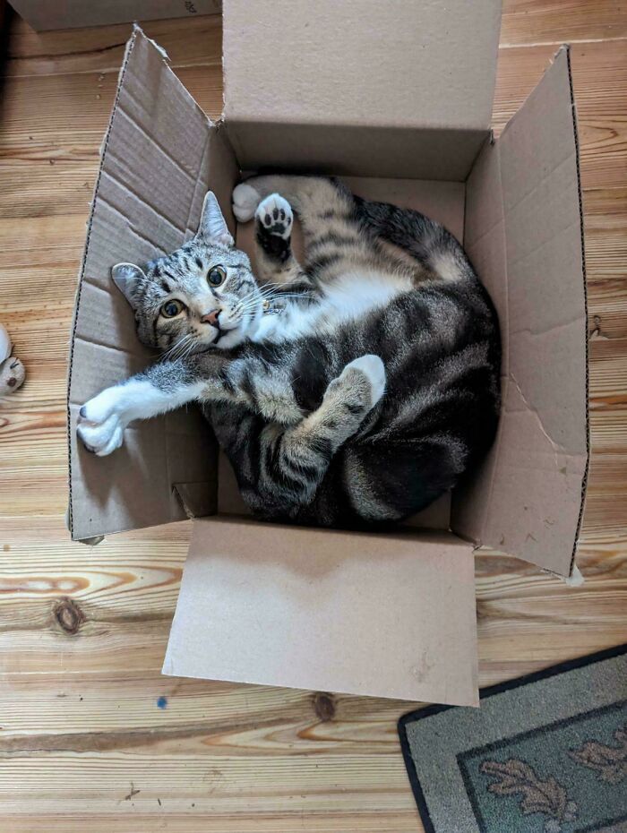 130 Cute And Derpy Pets That Look Like They Were “Assembled” Wrong 130 Cute And Derpy Pets That Look Like They Were “Assembled” Wrong