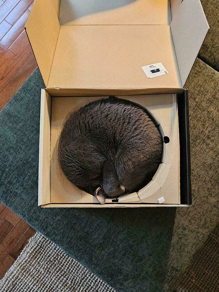 130 Cute And Derpy Pets That Look Like They Were “Assembled” Wrong 130 Cute And Derpy Pets That Look Like They Were “Assembled” Wrong